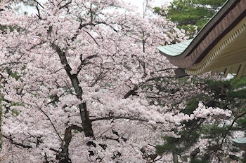 小金井公園の風景