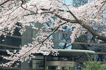 小金井公園の風景
