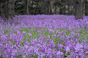 小金井公園の風景
