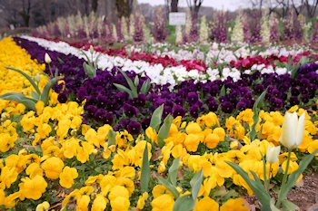 小金井公園の風景