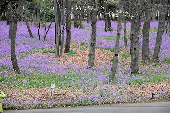 小金井公園の風景