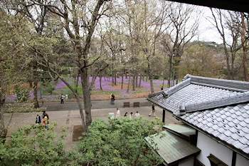 小金井公園の風景