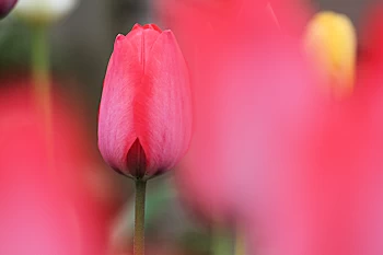 小金井公園の風景