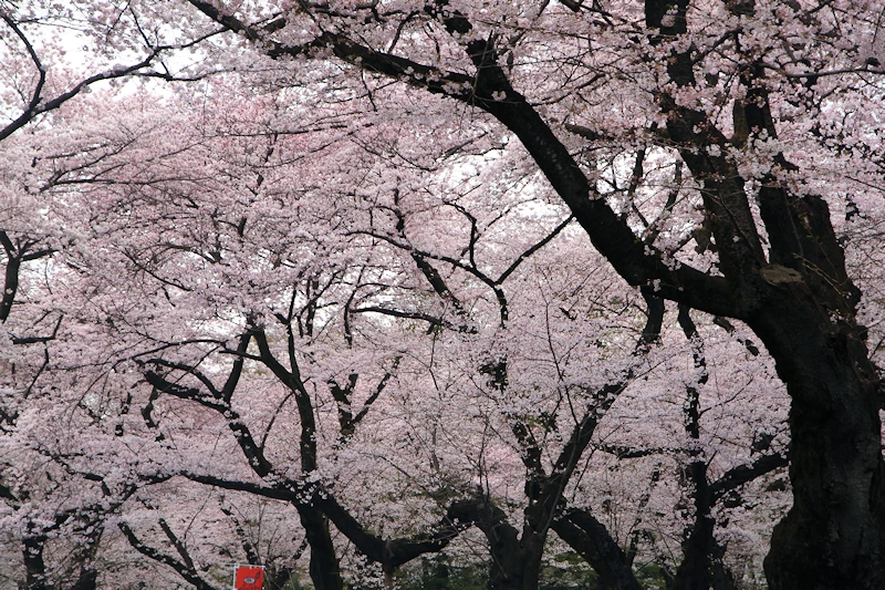 小金井公園の風景