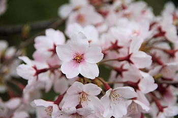 小金井公園の風景