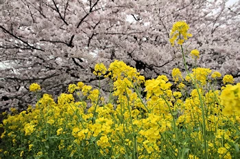 小金井公園の風景