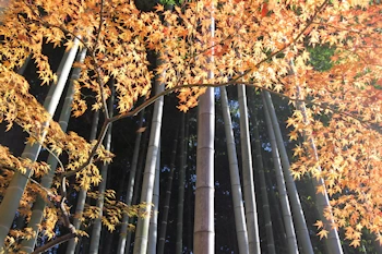 殿ヶ谷戸庭園の画像