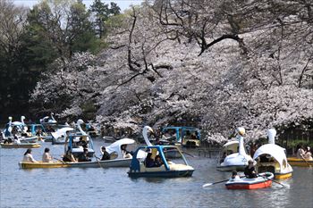 井の頭公園の画像