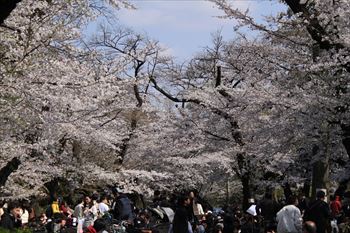 井の頭公園の風景