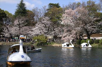 井の頭公園の風景