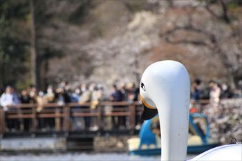井の頭公園の風景