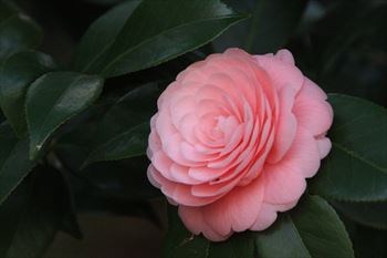 井の頭公園の風景