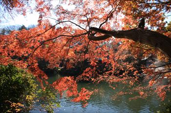 井の頭公園の風景