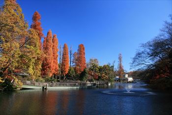 井の頭公園の風景