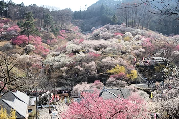 吉野梅郷の画像