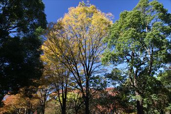 砧公園の風景
