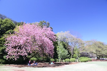 新宿御苑の風景