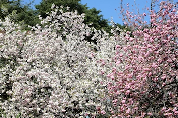 新宿御苑の風景