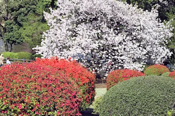 新宿御苑の風景