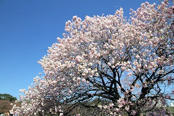 新宿御苑の風景
