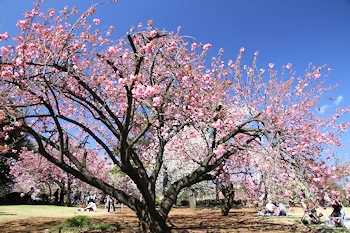 新宿御苑の風景