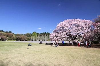 新宿御苑の風景