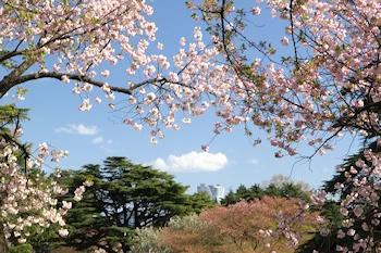 新宿御苑の風景
