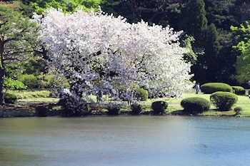 新宿御苑の風景
