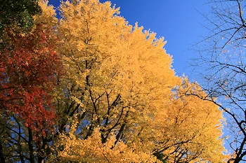 新宿御苑の風景