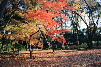 新宿御苑の風景