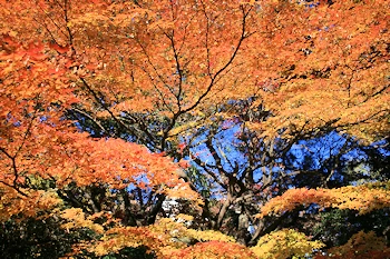 新宿御苑の風景