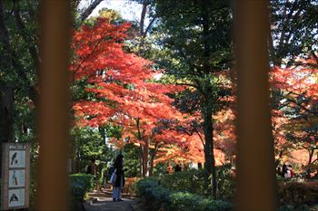 大田黒公園の風景