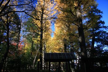 大田黒公園の風景
