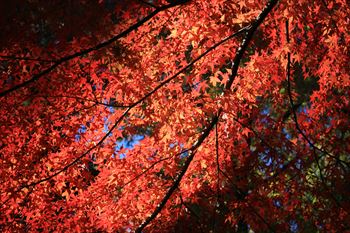 大田黒公園の風景