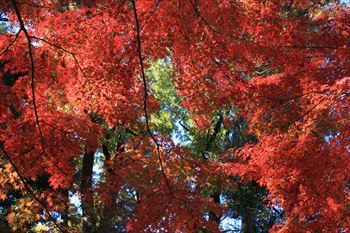 大田黒公園の風景