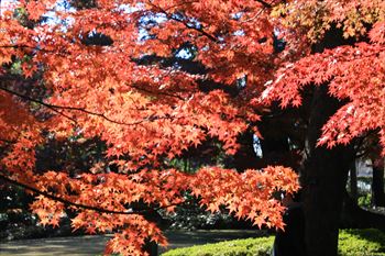 大田黒公園の風景