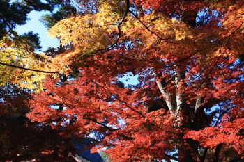 大田黒公園の風景