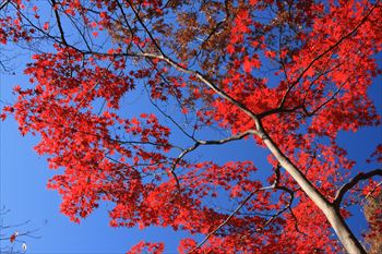 大田黒公園の風景