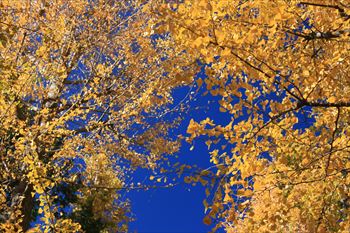 大田黒公園の風景