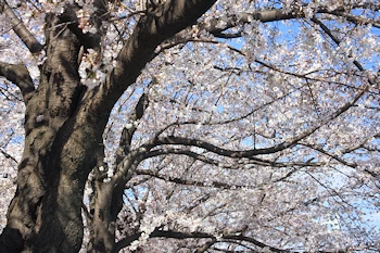 隅田公園の風景