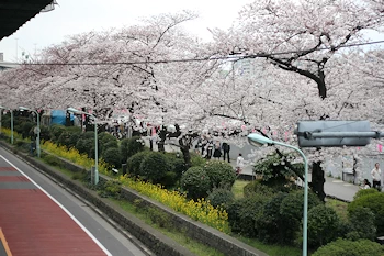 隅田公園の風景