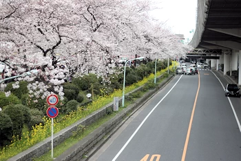 隅田公園の風景