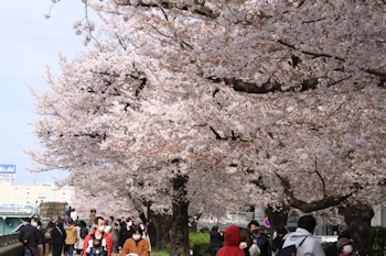 隅田公園の風景