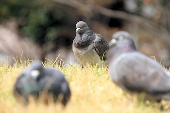 隅田公園の風景