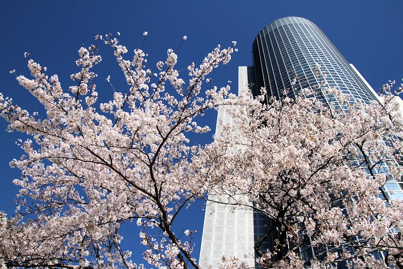 隅田公園の風景