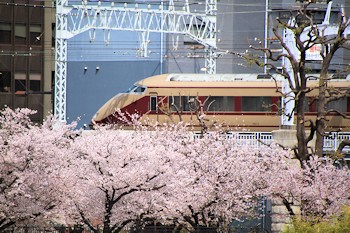 隅田公園の画像