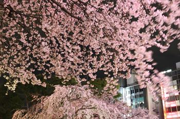 上野公園の風景