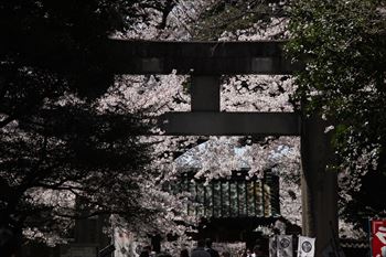 上野公園の風景