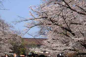上野公園の風景