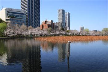 上野公園の画像
